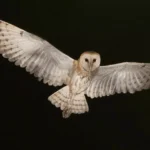 ‘Troncos velhos’: indígena Pitaguary cria catálogo para preservar memória