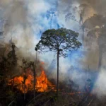 Aterro em Viamão: A Luta Guarani em defesa da Água e do Território Sagrado