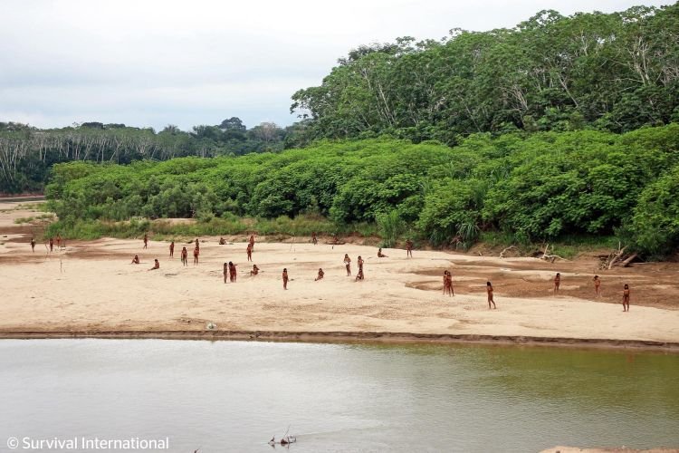 Ecos da Floresta Proibida: a Sobrevivência dos Mashco Piro na Fronteira Amazônica