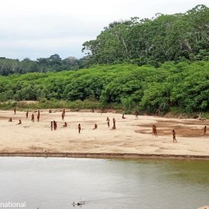 Ecos da Floresta Proibida: a Sobrevivência dos Mashco Piro na Fronteira Amazônica