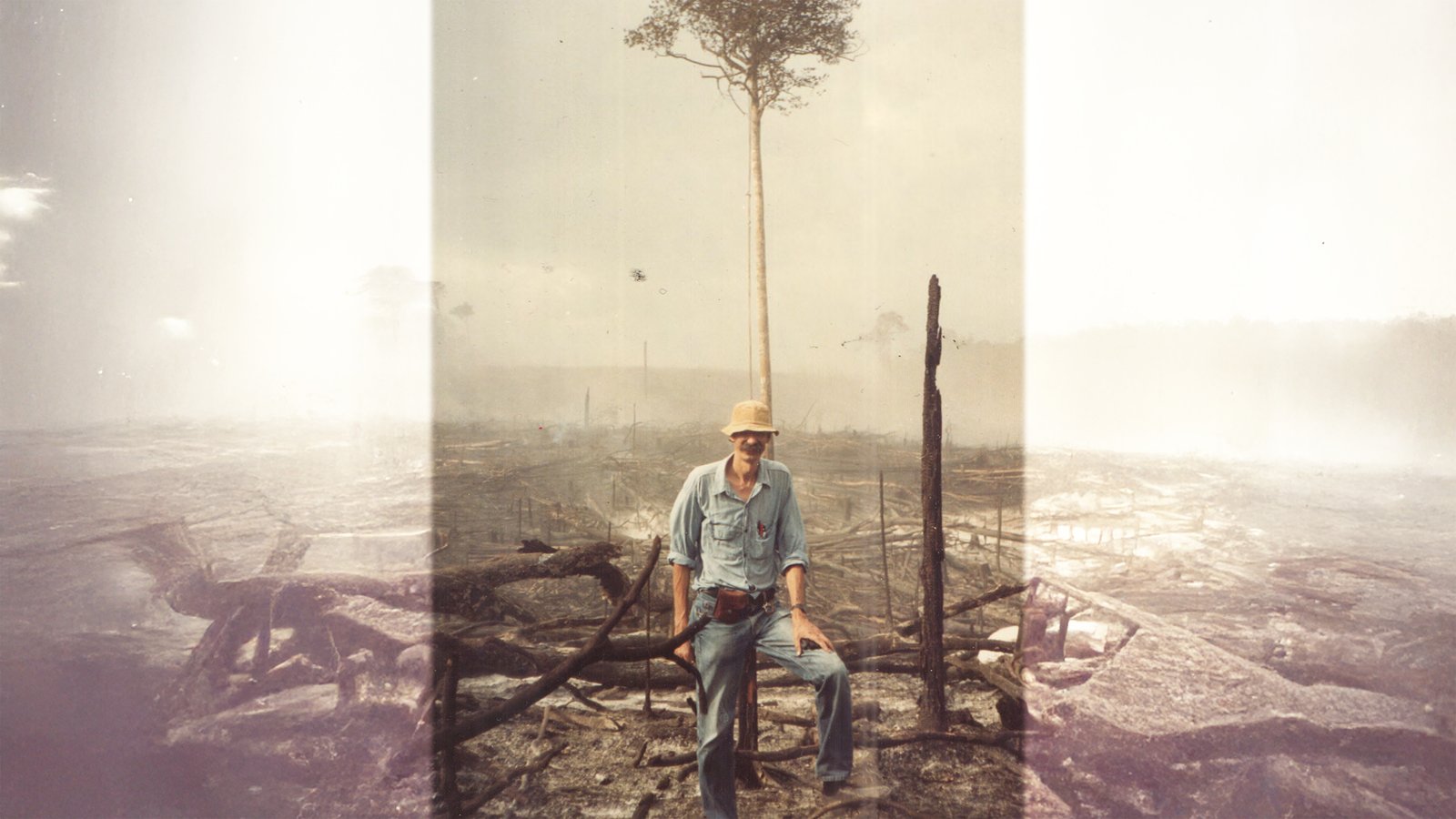Cientista completa 50 anos documentando o custo real do desmatamento na Amazônia