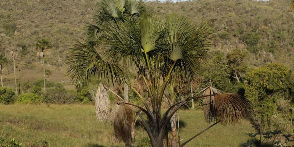 Organizações lançam campanha para cobrar candidatos sobre proteção do Cerrado