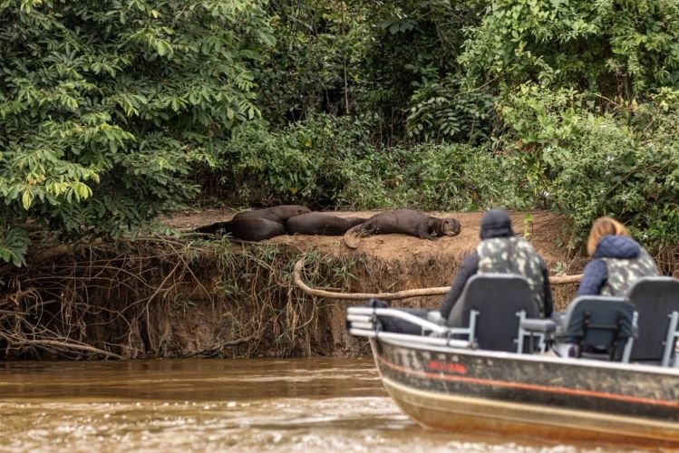 Turismo desordenado no Pantanal ameaca ariranhas em epoca de filhotes