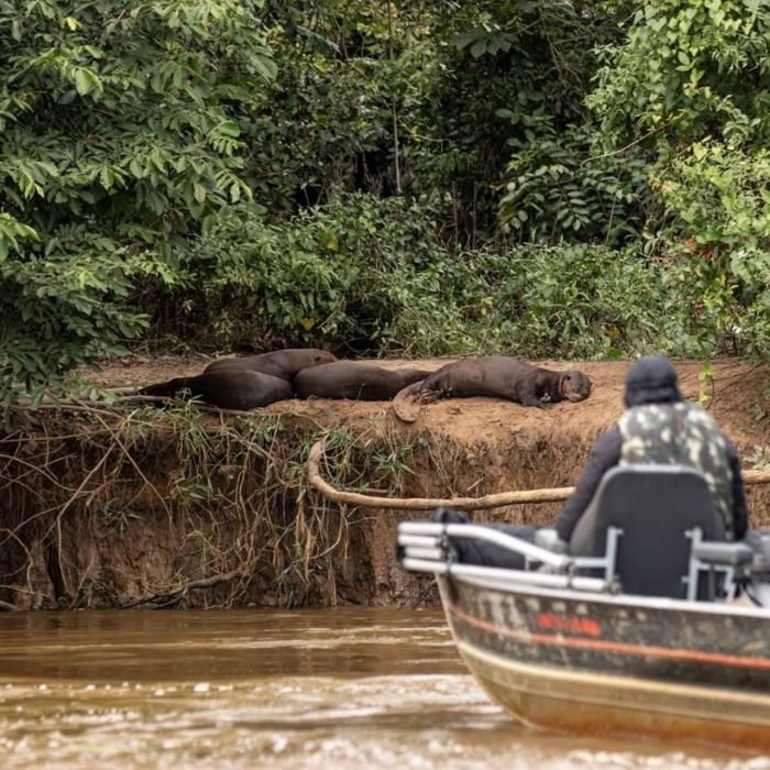 Turismo desordenado no Pantanal ameaca ariranhas em epoca de filhotes