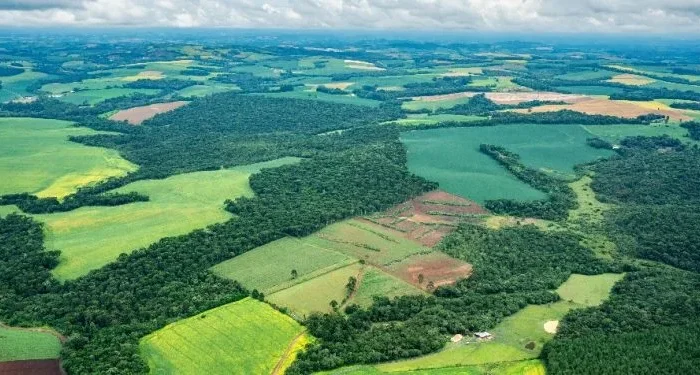 Soja e cana quintuplicam na Mata Atlântica em quatro décadas