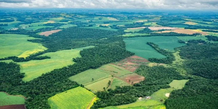 Soja e cana quintuplicam na Mata Atlântica em quatro décadas