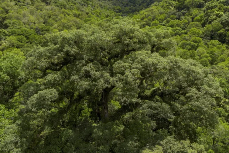 Mata Atlântica perde 5 milhões de hectares enquanto agricultura dobra de tamanho