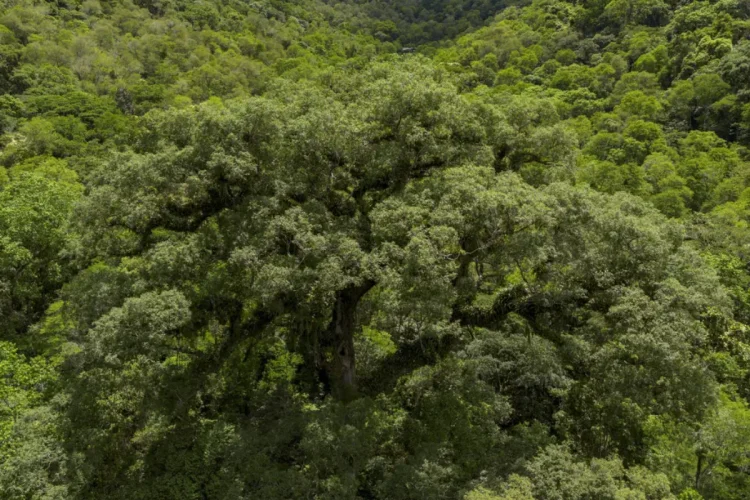 Mata Atlântica perde 5 milhões de hectares enquanto agricultura dobra de tamanho