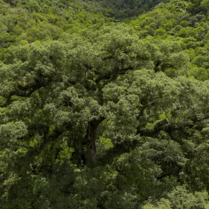 Mata Atlântica perde 5 milhões de hectares enquanto agricultura dobra de tamanho