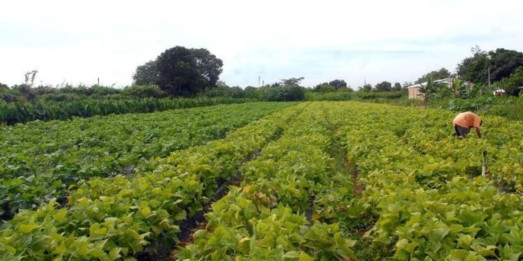Governo federal libera R$ 64,3 milhões para alimentação e povos indígenas