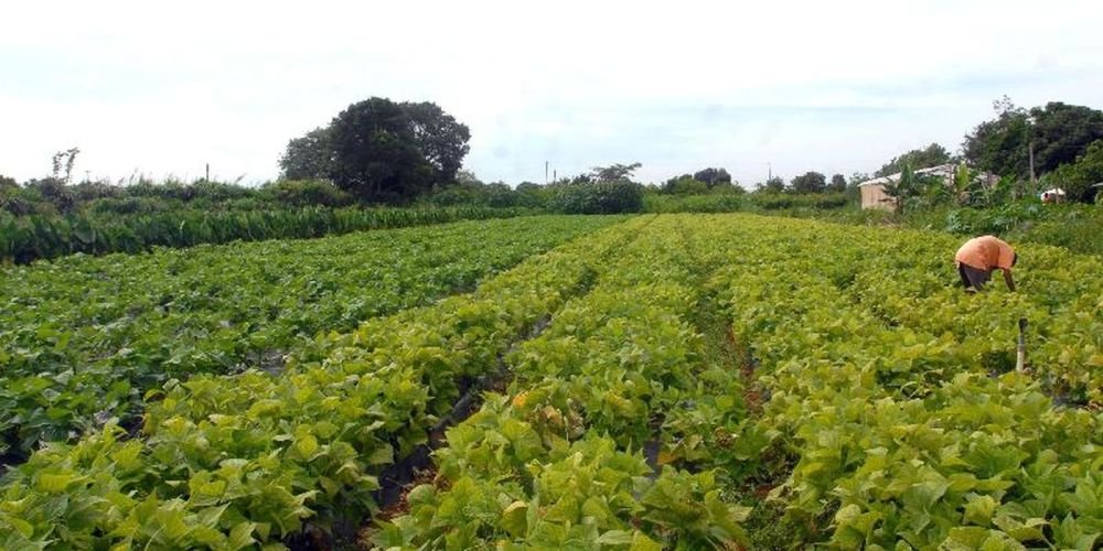 Governo federal libera R$ 64,3 milhões para alimentação e povos indígenas