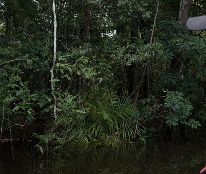 Cimi denuncia à ONU invasão de território Piaci no Pará e omissão do Brasil