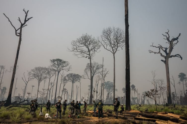 Redução da Flona do Jamanxim no Pará ameaça acelerar desmatamento e grilagem