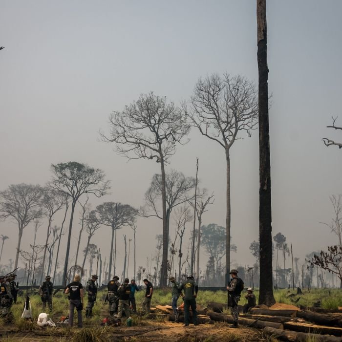 Redução da Flona do Jamanxim no Pará ameaça acelerar desmatamento e grilagem