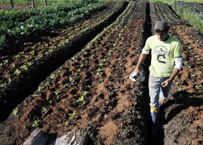 Clima extremo pressiona agricultura familiar no Rio Grande do Sul
