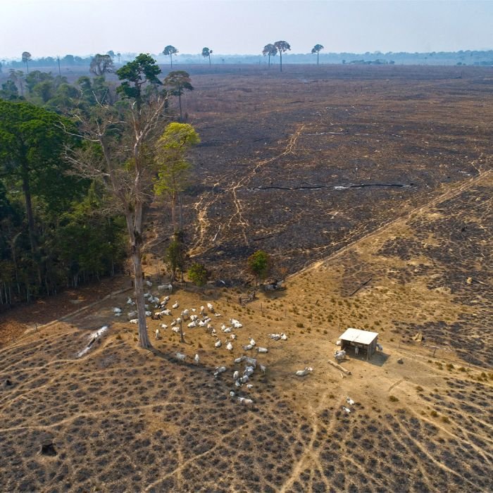 Invasão deixa 500 pessoas em terra isolada no Pará após criação de APA sobreposta