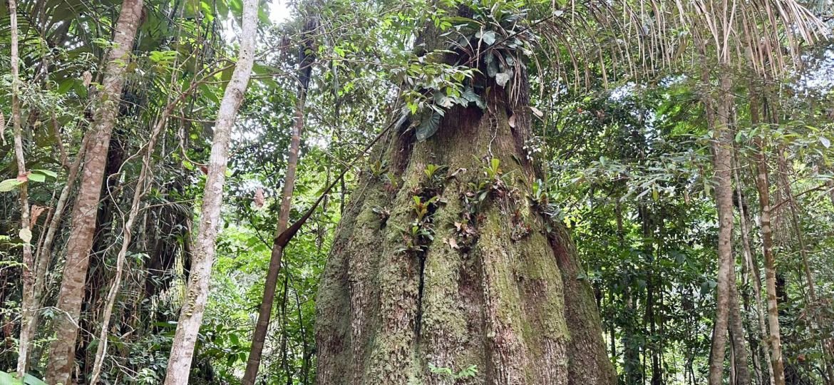 Congresso eleito para 2027 terá maioria contrária à pauta ambiental, aponta estudo