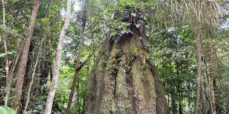 Congresso eleito para 2027 terá maioria contrária à pauta ambiental, aponta estudo