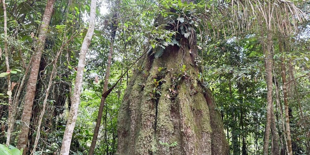 Congresso eleito para 2027 terá maioria contrária à pauta ambiental, aponta estudo