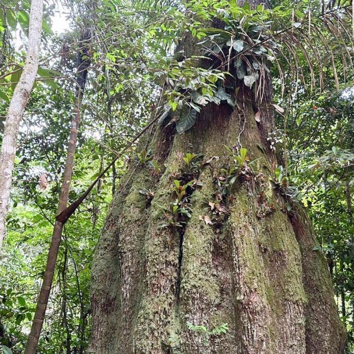 Congresso eleito para 2027 terá maioria contrária à pauta ambiental, aponta estudo