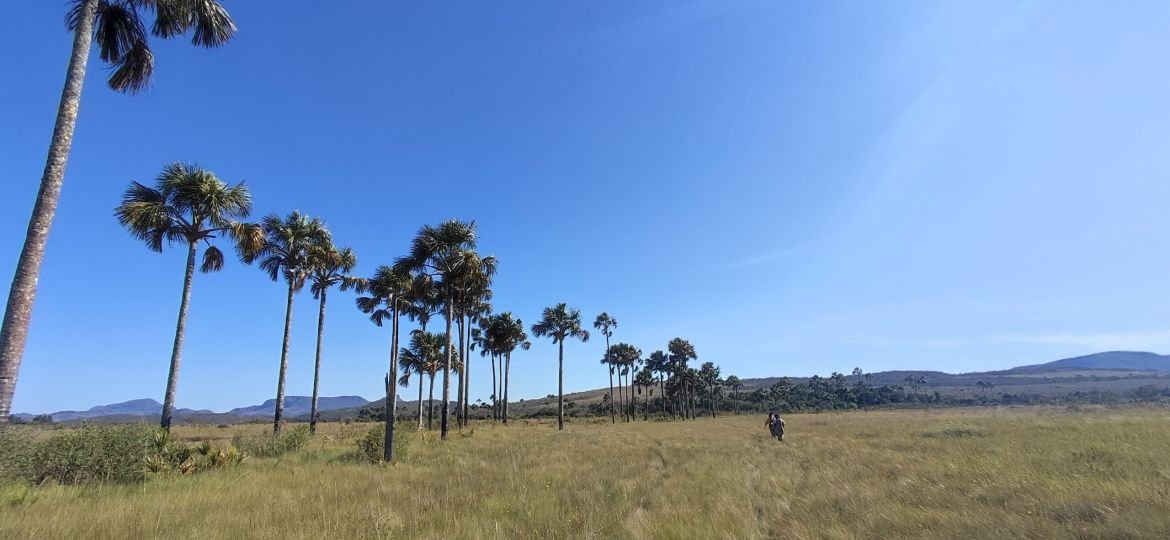 Estudo revela que veredas do Cerrado guardam até 6 vezes mais carbono que a Amazônia