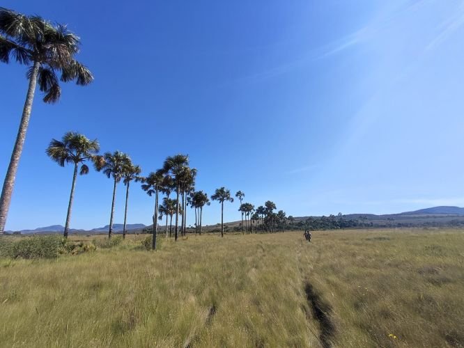 Estudo revela que veredas do Cerrado guardam até 6 vezes mais carbono que a Amazônia