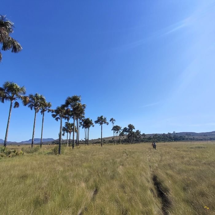 Estudo revela que veredas do Cerrado guardam até 6 vezes mais carbono que a Amazônia