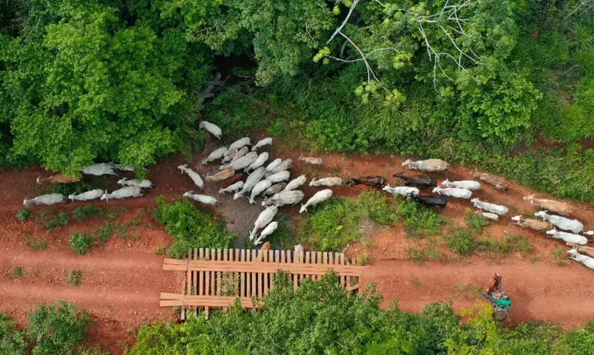 Pecuaristas articulam invasão à TI Apyterewa se Flávio Bolsonaro vencer eleição