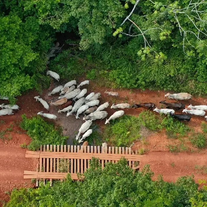 Pecuaristas articulam invasão à TI Apyterewa se Flávio Bolsonaro vencer eleição