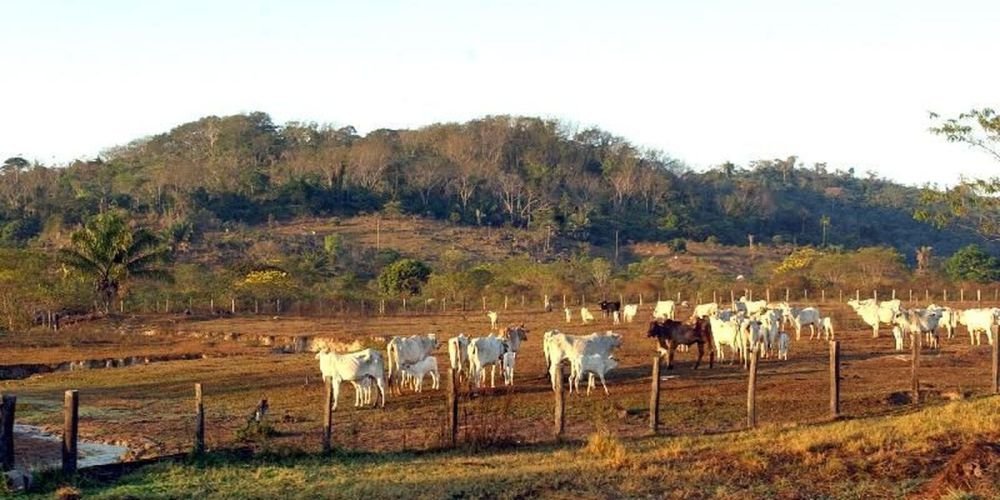 Agropecuária já ocupa 30,5% do entorno de terras protegidas na Amazônia
