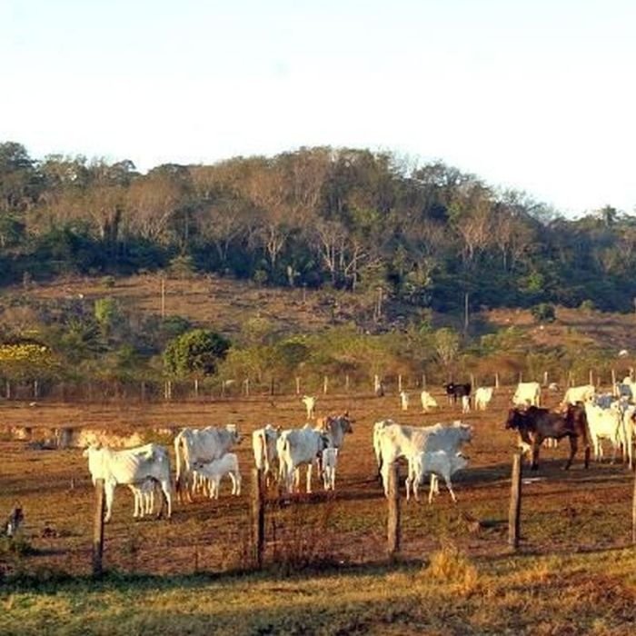 Agropecuária já ocupa 30,5% do entorno de terras protegidas na Amazônia