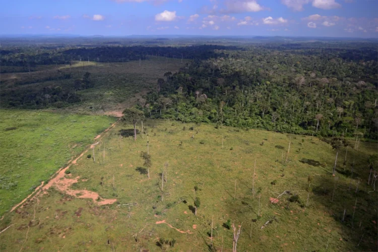Amazônia tem menor desmatamento em 41 anos, mas agropecuária avança sobre Áreas Protegidas