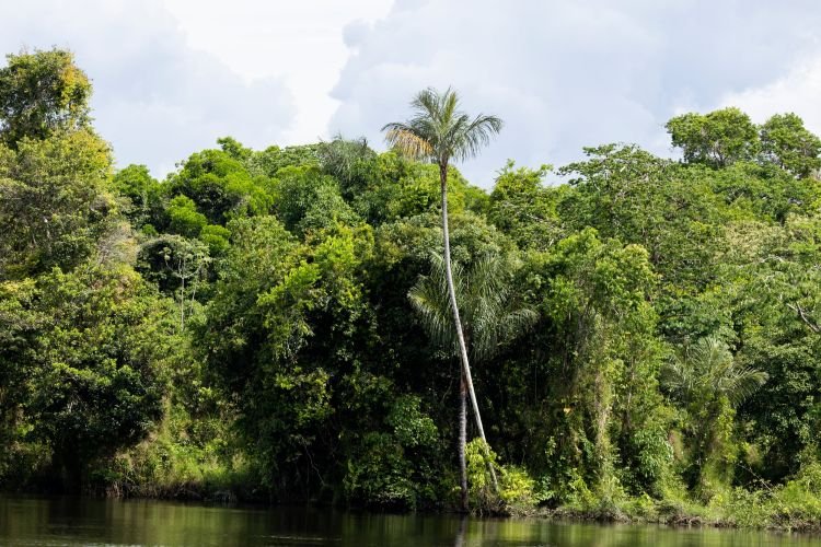 Desmatamento na Amazônia cai a menor patamar da história, aponta Prodes 2026