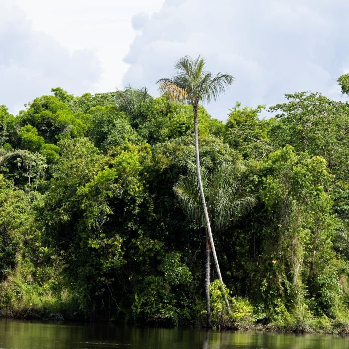 Desmatamento na Amazônia cai a menor patamar da história, aponta Prodes 2026