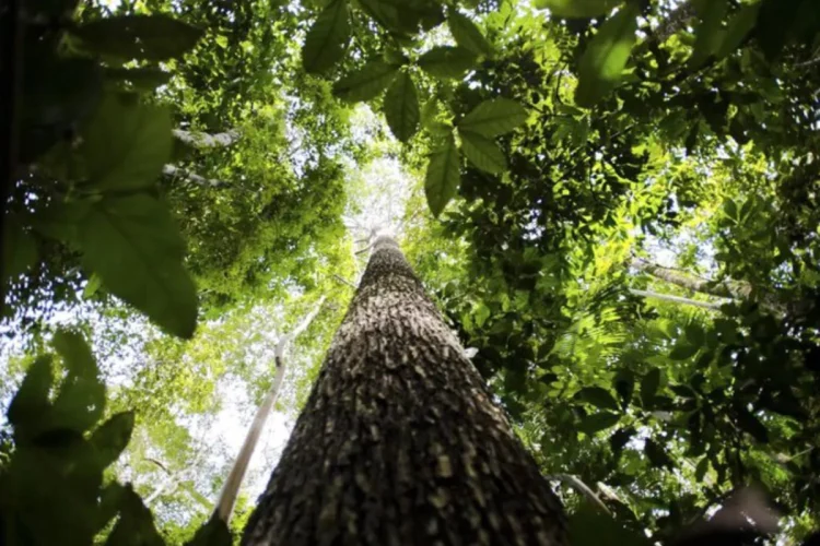 Desmatamento na Amazônia e no Cerrado atinge o menor nível da história