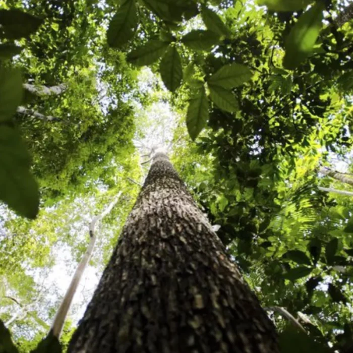 Desmatamento na Amazônia e no Cerrado atinge o menor nível da história