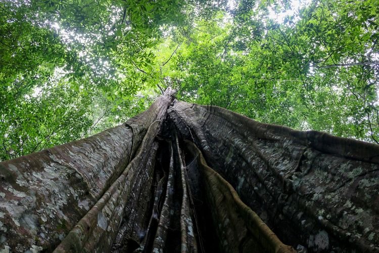 Experimento de 25 anos no Pará simula seca extrema na Amazônia