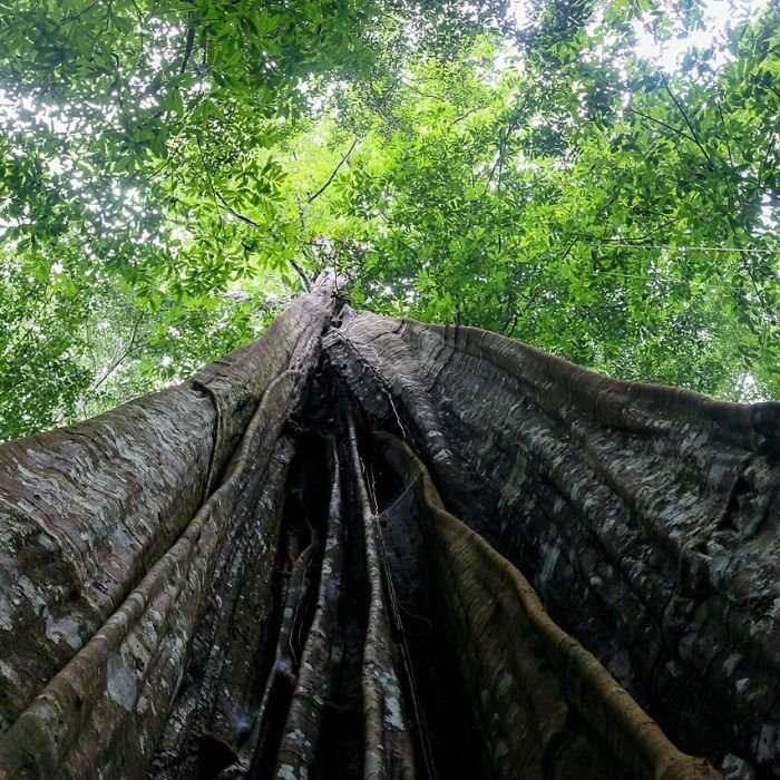 Experimento de 25 anos no Pará simula seca extrema na Amazônia