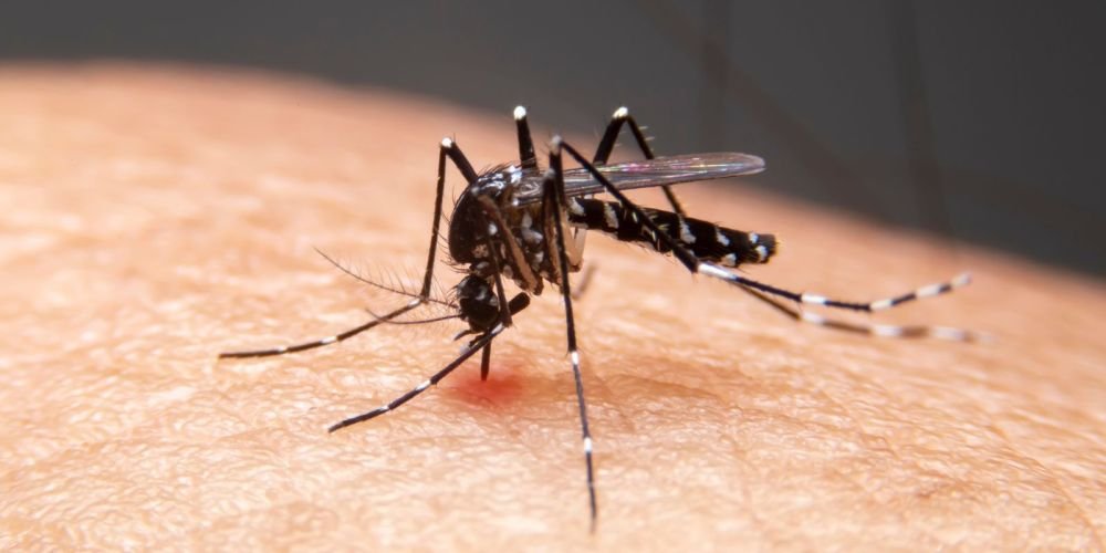 Estudo liga avanço de dengue e outras doenças infecciosas no Brasil ao clima
