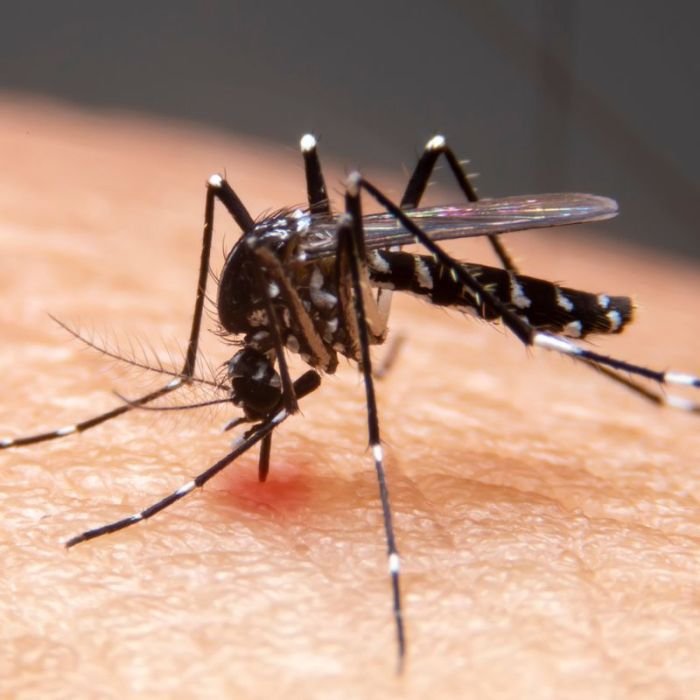 Estudo liga avanço de dengue e outras doenças infecciosas no Brasil ao clima