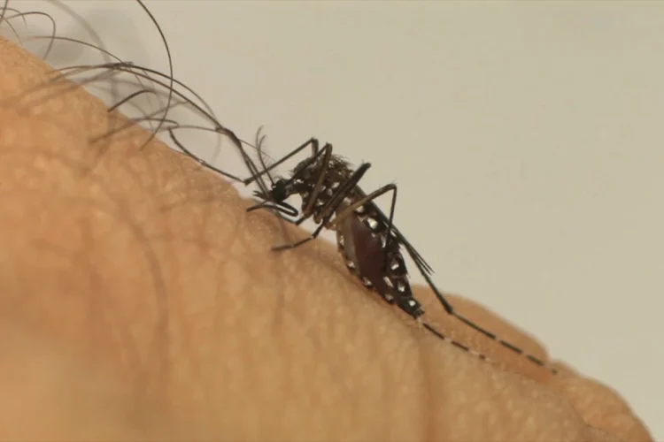 Estudo da Fiocruz liga avanço da dengue no Brasil às mudanças climáticas