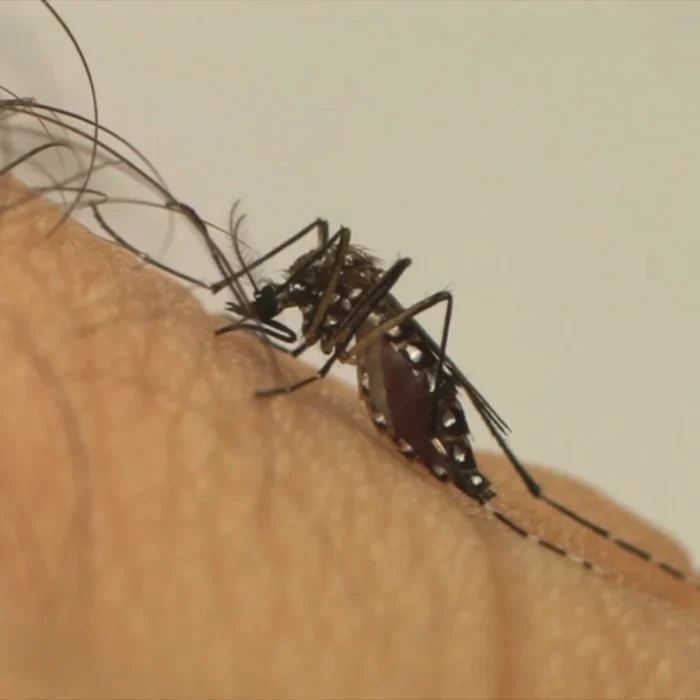 Estudo da Fiocruz liga avanço da dengue no Brasil às mudanças climáticas