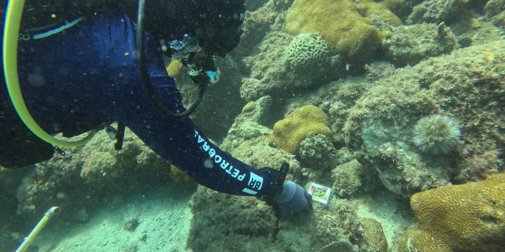 Cinco regiões de recifes de coral do Brasil entram em lista de risco crítico