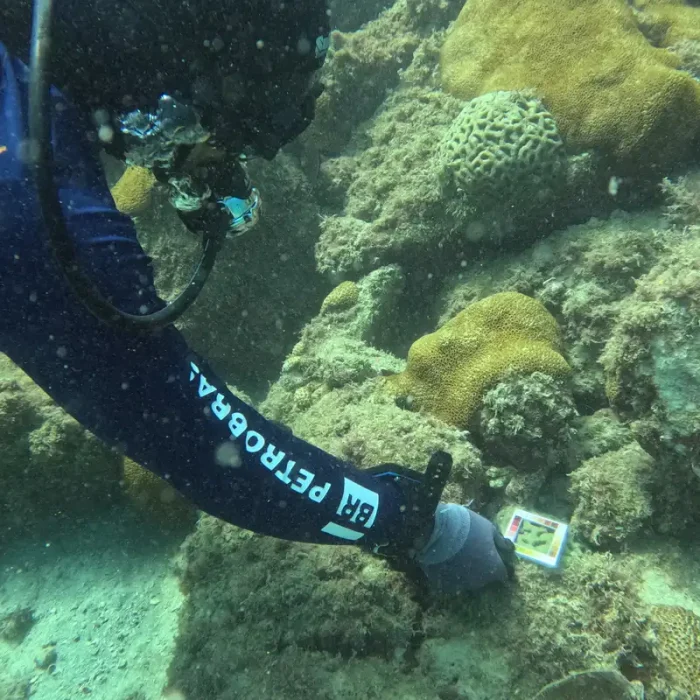 Cinco regiões de recifes de coral do Brasil entram em lista de risco crítico