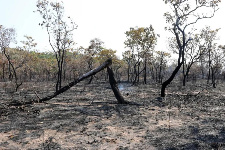 Futuro secretário de Meio Ambiente do Pará tem multa de R$ 3,4 milhões por desmatamento
