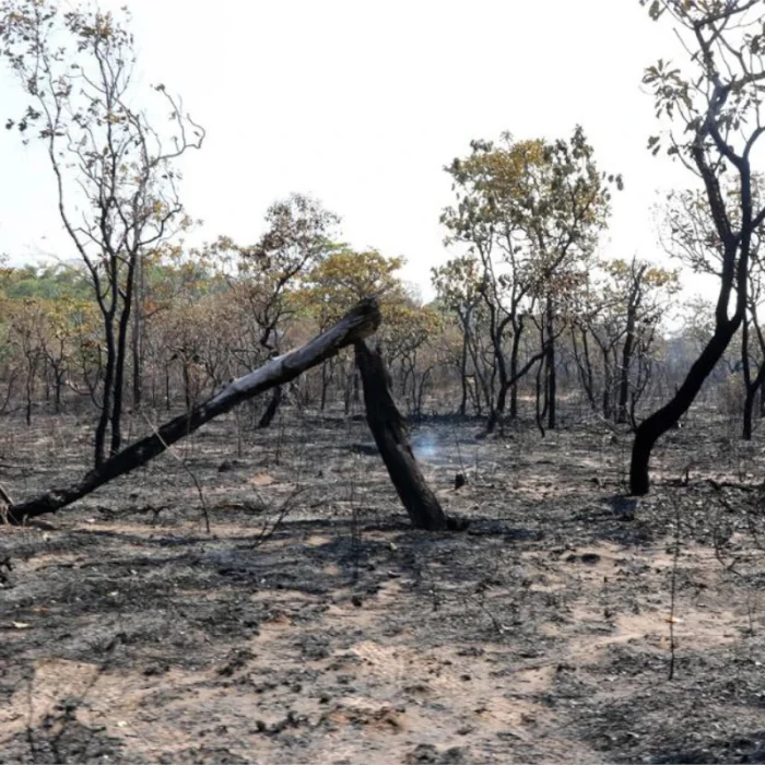 Futuro secretário de Meio Ambiente do Pará tem multa de R$ 3,4 milhões por desmatamento